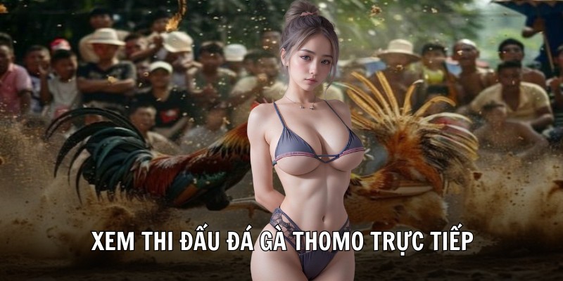 Xem thi đấu đá gà thomo trực tiếp